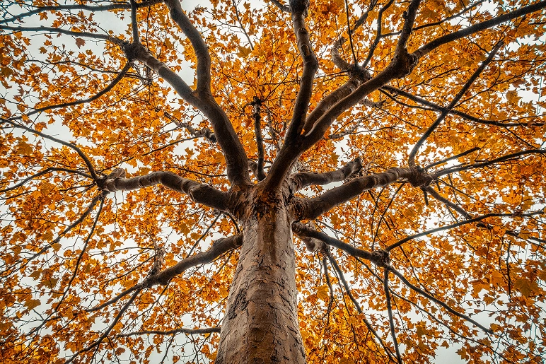 Herbstlicher Ahornbaum, mit orangenen Blättern. Vom Stamm in die Baumkrone fotograiert.